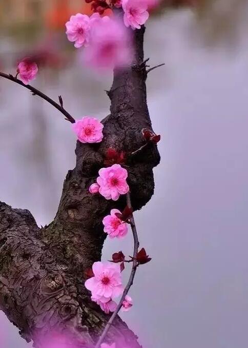 深圳健宏科技新年寄語(yǔ)：心中有景，春暖花開(kāi) ！